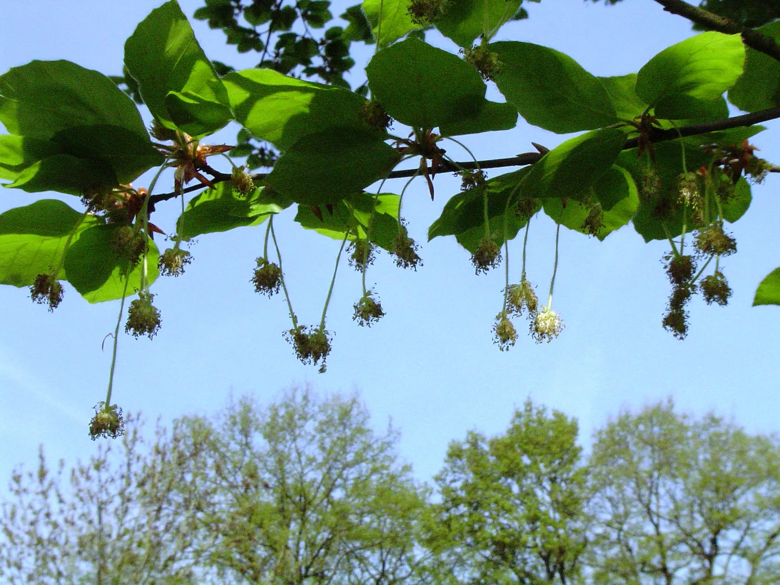 European Beech (Fagus Sylvatica) — with a spread of about 35 to 45 feet