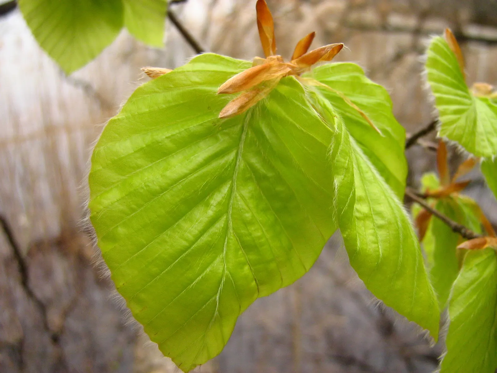 European Beech (Fagus Sylvatica) — allowing it to provide substantial shade; but it is important to ensure it has adequate space to grow both above and below