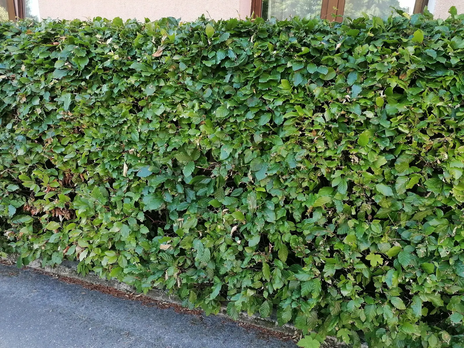 European Beech (Fagus Sylvatica) — ovate leaves spanning approximately 2 to 4 inches in length
