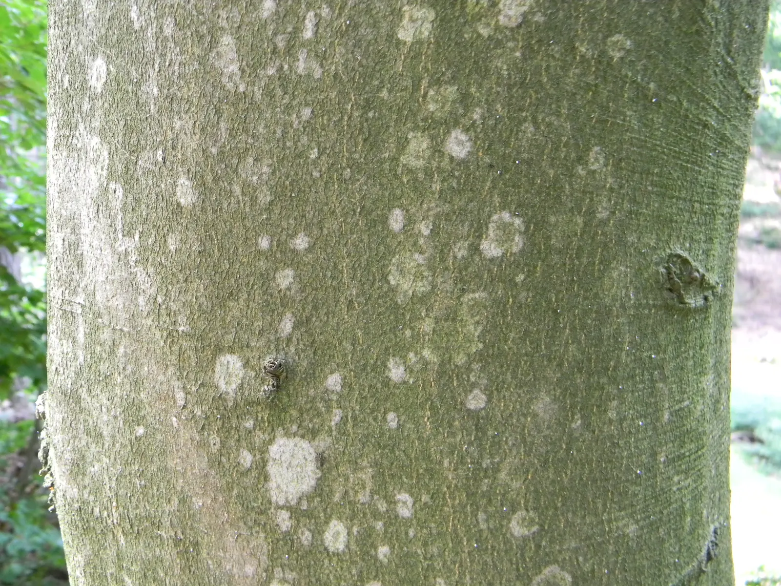 European Beech (Fagus Sylvatica) — which matures to a deep emerald through the summer months