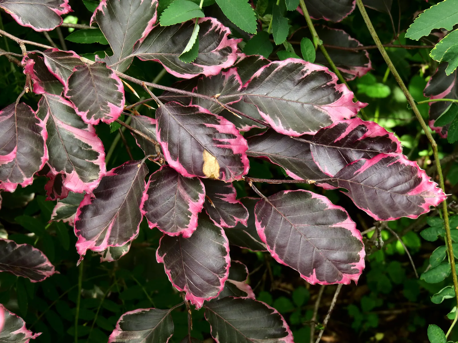 European Beech (Fagus Sylvatica) — but it is important to ensure it has adequate space to grow both above and below ground