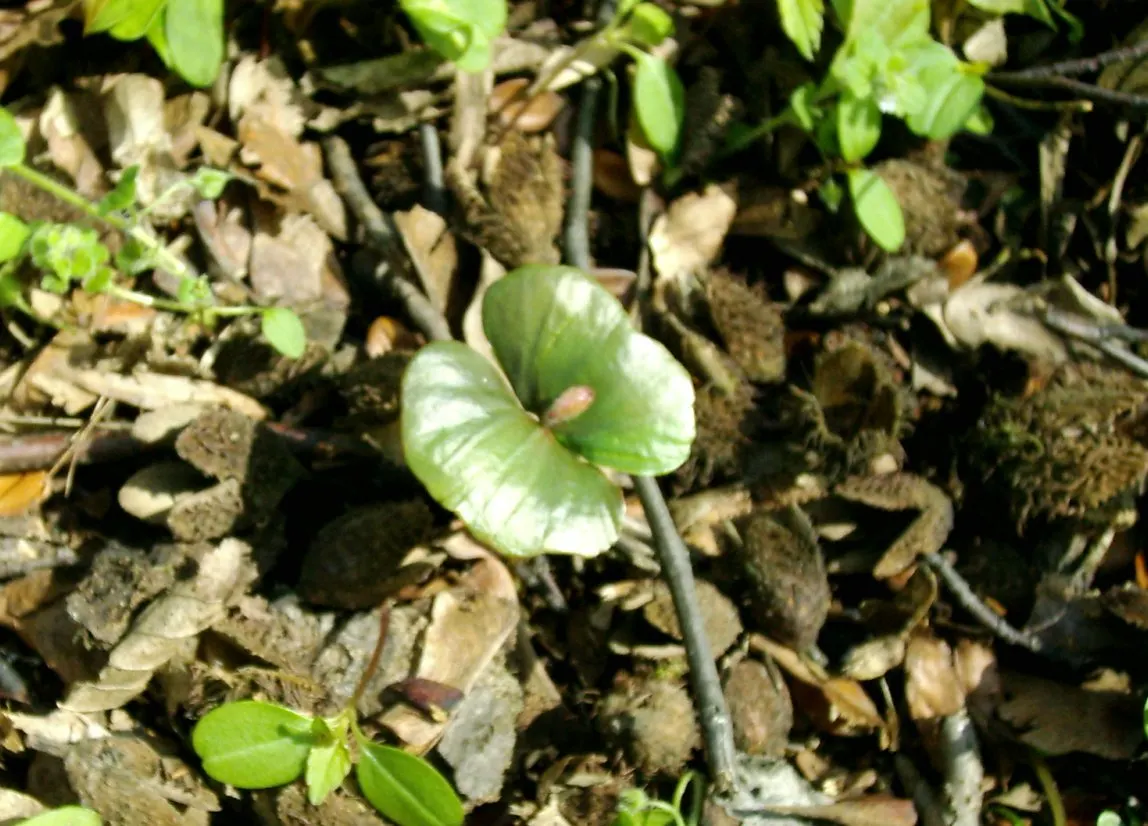 European Beech (Fagus Sylvatica) — ovate leaves spanning approximately 2 to 4 inches in length; adding about 12 to 24 inches per year