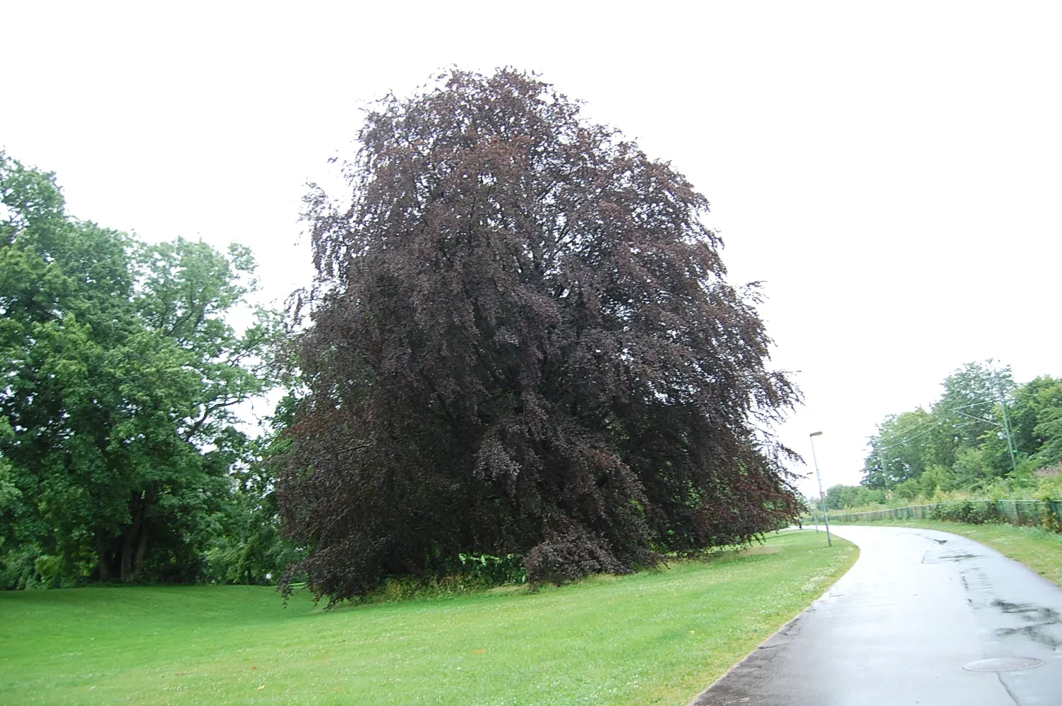 European Beech (Fagus Sylvatica) — appreciated for its smooth; which matures to a deep emerald through the summer months