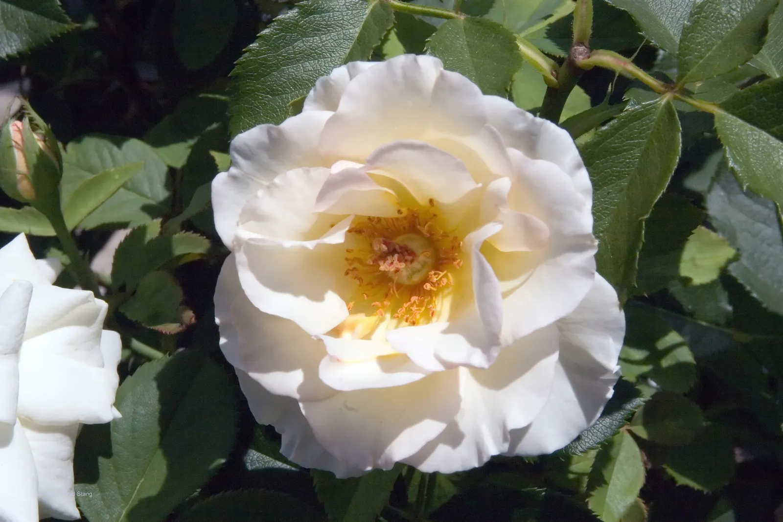 First Prize Hybrid Tea Rose (Rosa 'First Prize') — requiring full sun and well-drained soil to thrive