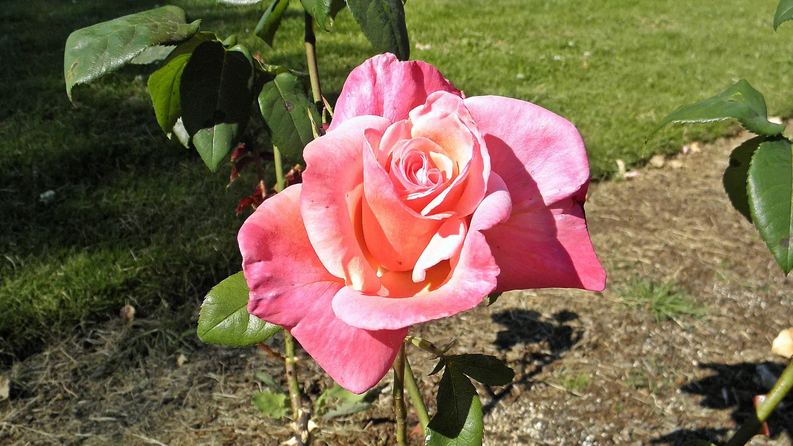 First Prize Hybrid Tea Rose (Rosa 'First Prize') — layered petals and robust growth habit make it a garden favorite