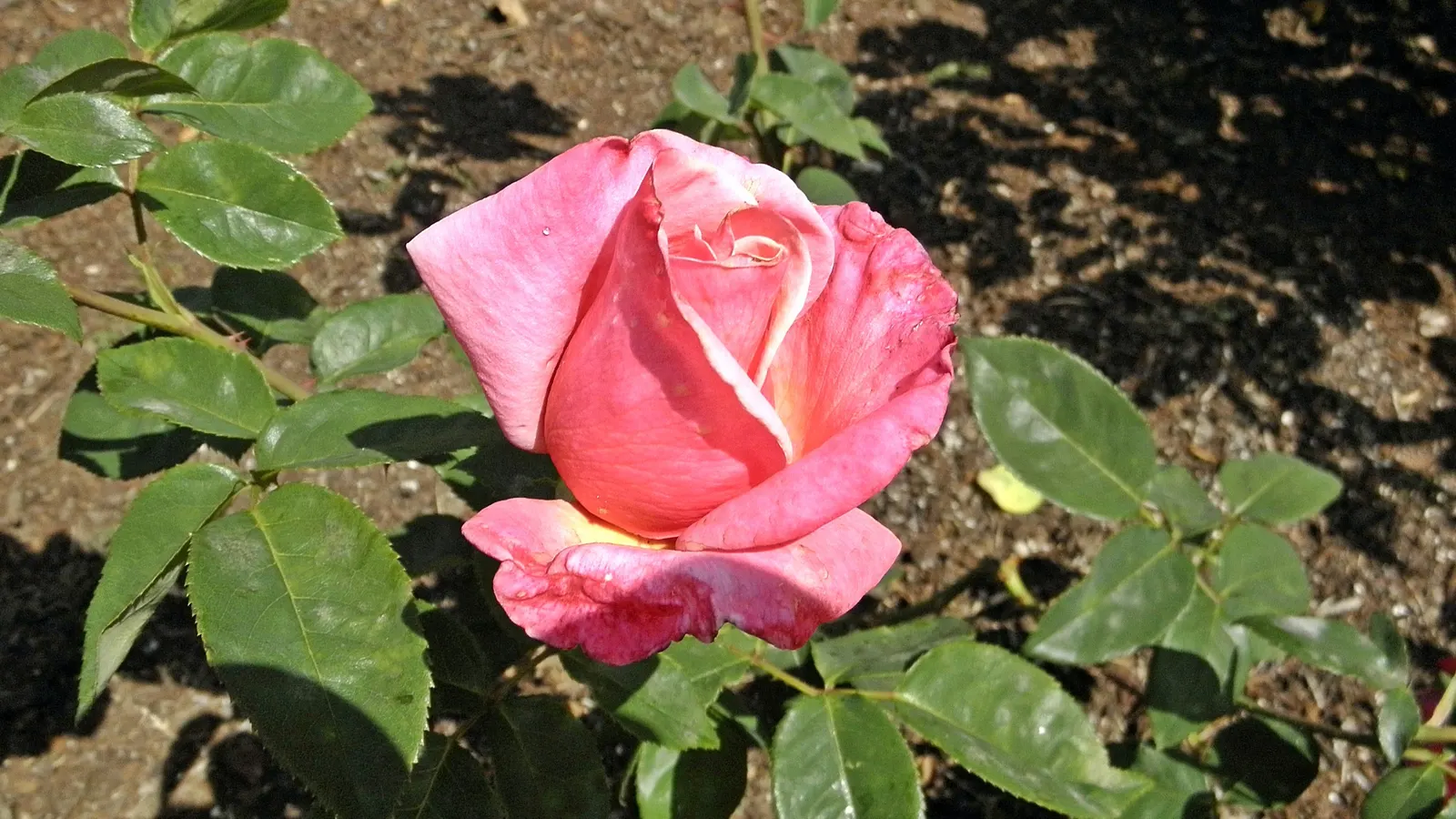 First Prize Hybrid Tea Rose (Rosa 'First Prize') — each one reaching an average of 5 to 6 inches in diameter