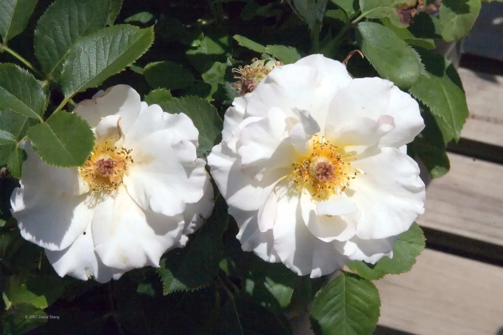 First Prize Hybrid Tea Rose (Rosa 'First Prize') — perfect for statement borders or centerpieces