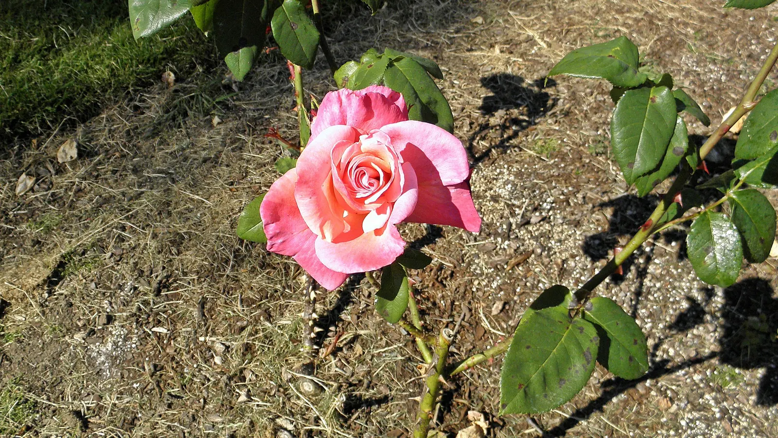First Prize Hybrid Tea Rose (Rosa 'First Prize') — impressive flowers with a high-centered form