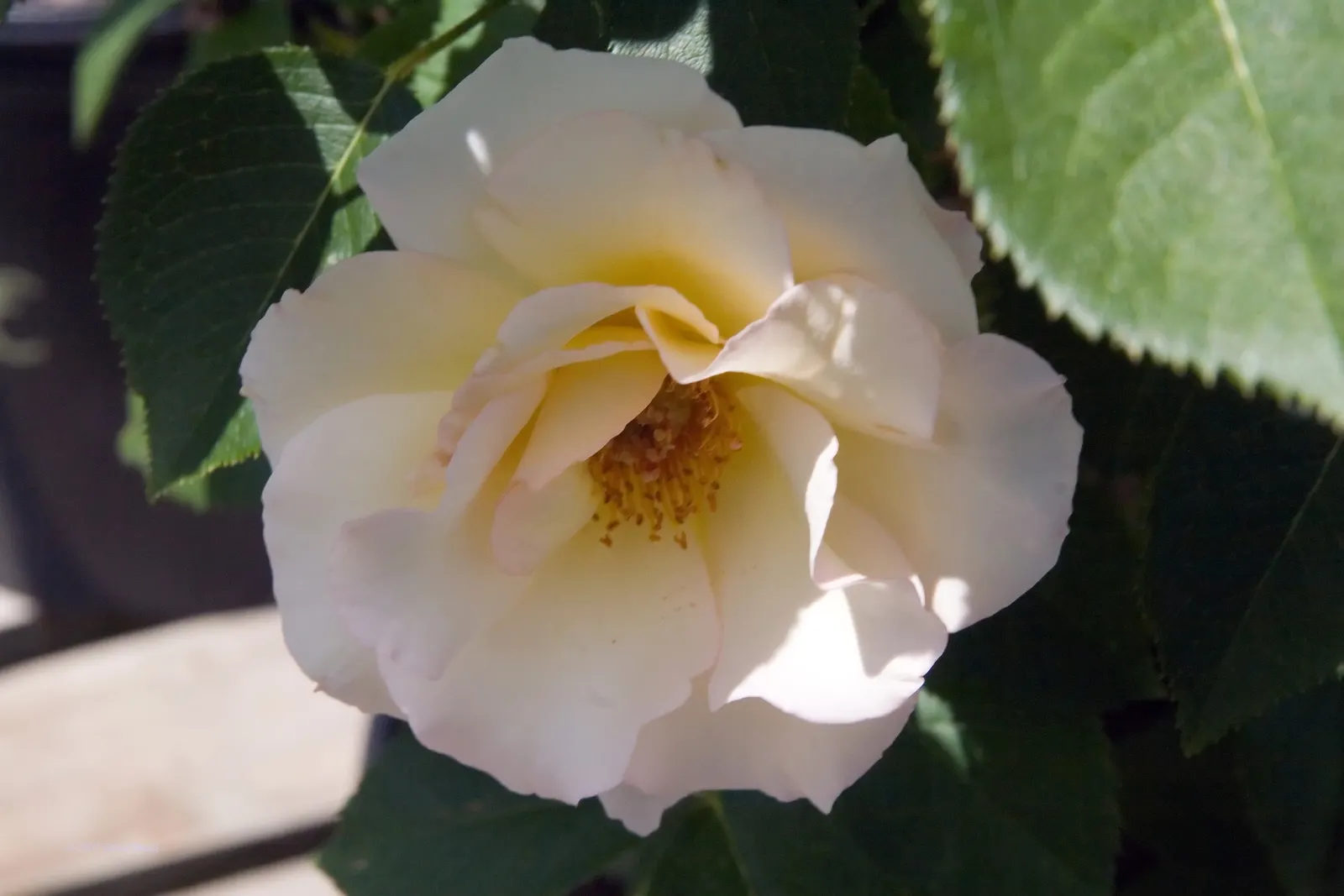 First Prize Hybrid Tea Rose (Rosa 'First Prize') — The petals unfold in a spellbinding gradient of pinks