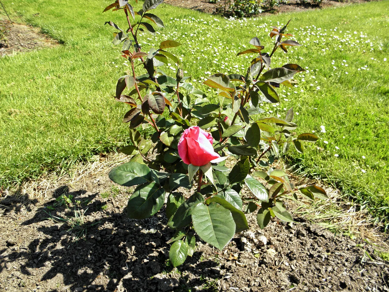 First Prize Hybrid Tea Rose (Rosa 'First Prize') — exhibiting a harmonious blend of pinks