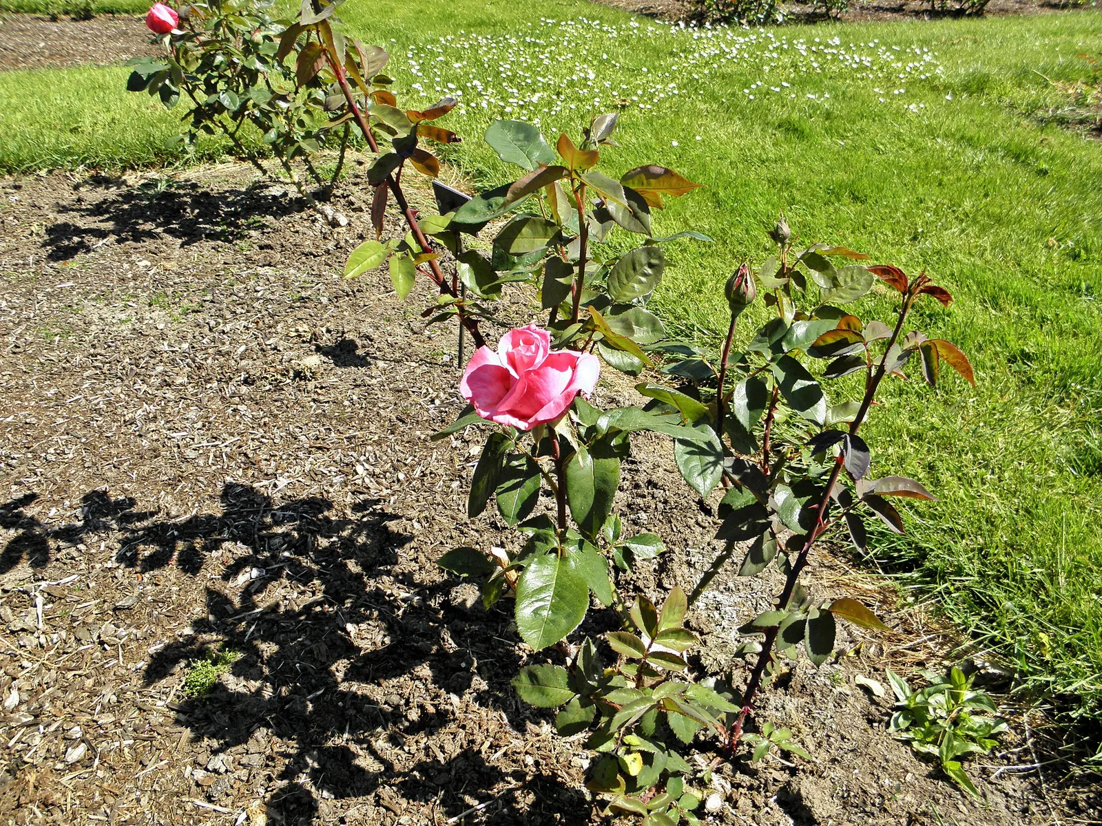 First Prize Hybrid Tea Rose (Rosa 'First Prize') — The Rosa 'First Prize' showcases stunning large blooms up to 5 inches across