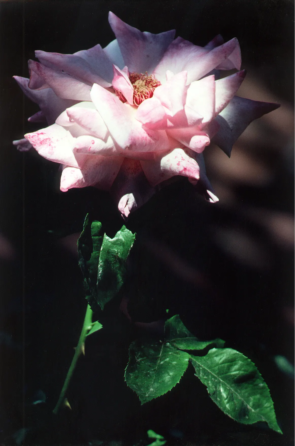 First Prize Hybrid Tea Rose (Rosa 'First Prize') — This Hybrid Tea Rose stands tall at 4 to 6 feet with a spread of up to 3 feet