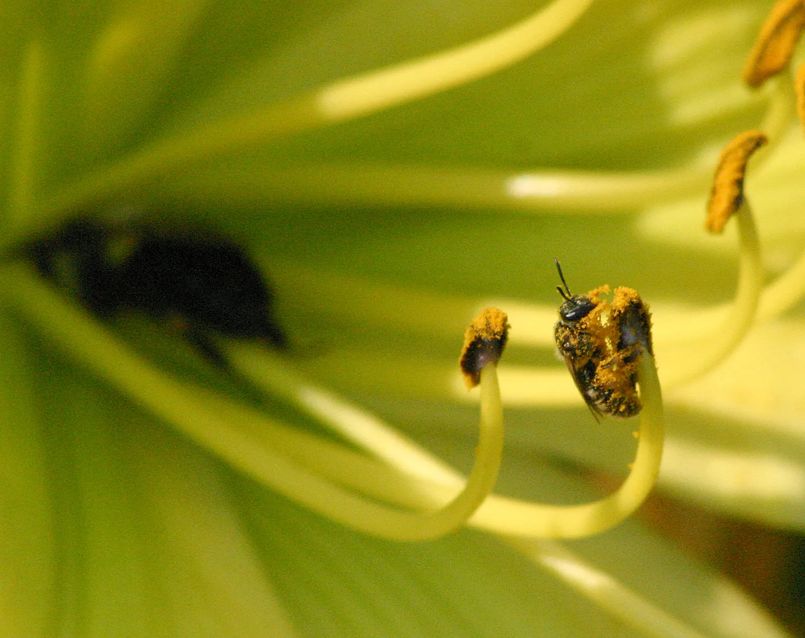 Tiny Bee Lily (Lilium 'Tiny Bee') — making it a suitable addition for mid-border placement or container displays