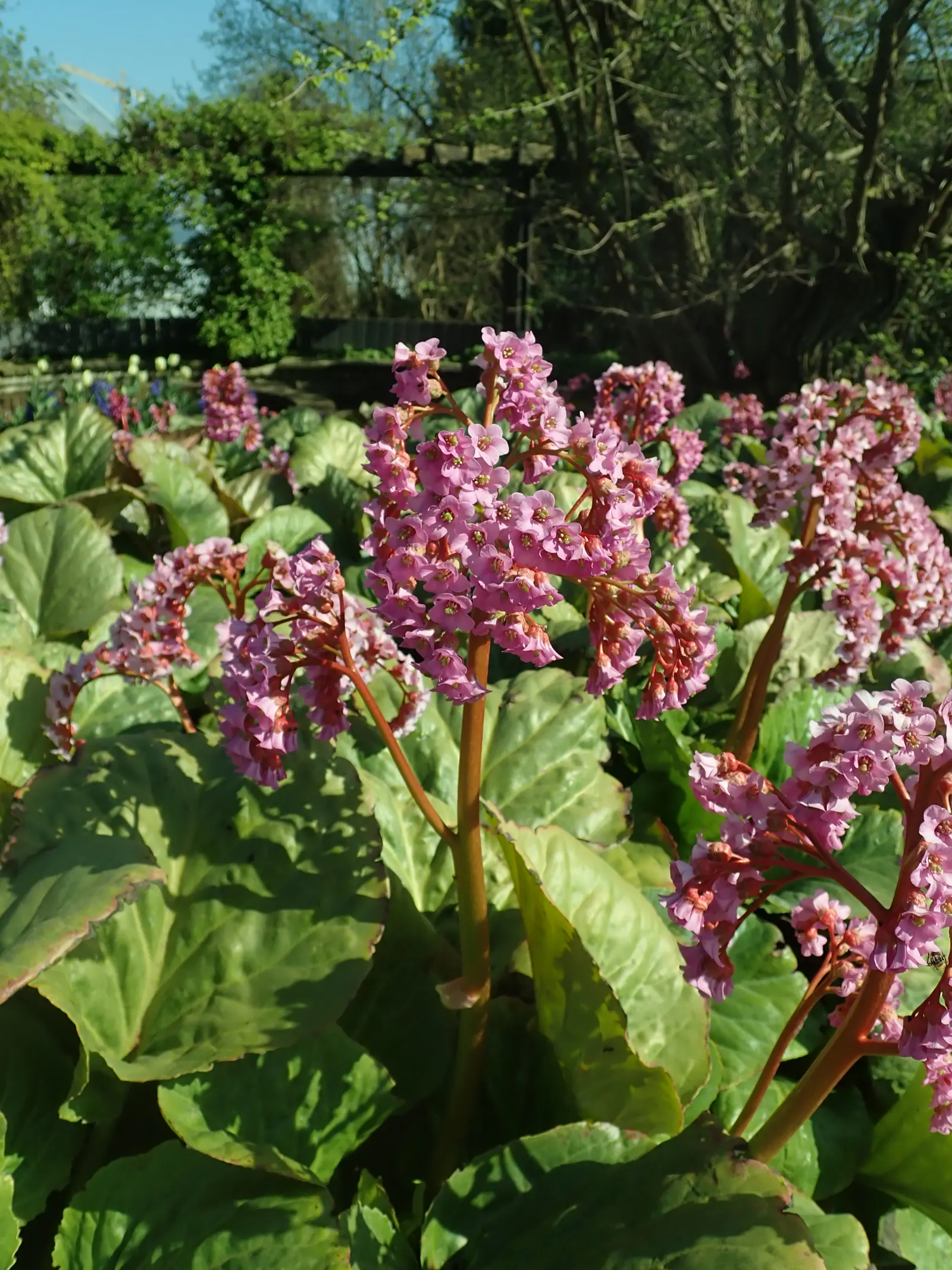 Winter-Blooming Bergenia (Bergenia Crassifolia) — scientifically referred to as Bergenia crassifolia; requiring minimal maintenance while providing year-round