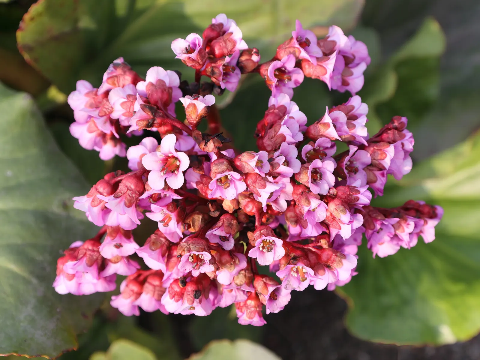 Winter-Blooming Bergenia (Bergenia Crassifolia) — it spans about 12 to 18 inches in height and spreads up to 24 inches; it prefers partially shaded sites but