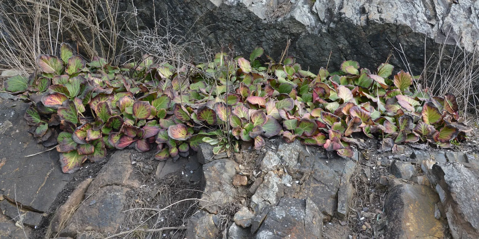 Winter-Blooming Bergenia (Bergenia Crassifolia) — pink flowers in the garden; scientifically referred to as Bergenia crassifolia