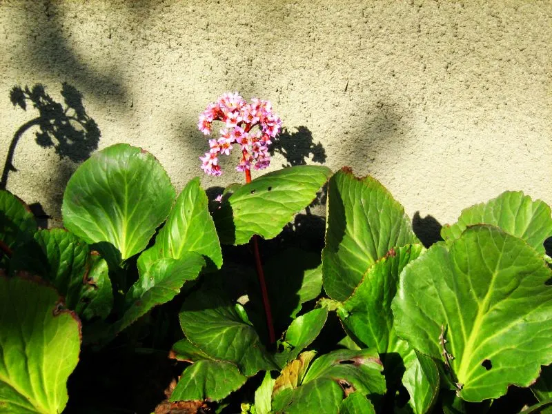 Winter-Blooming Bergenia (Bergenia Crassifolia) — Ideal for borders and ground cover; the foliage forms a thick rosette which may spread up to 18 to 24 inches