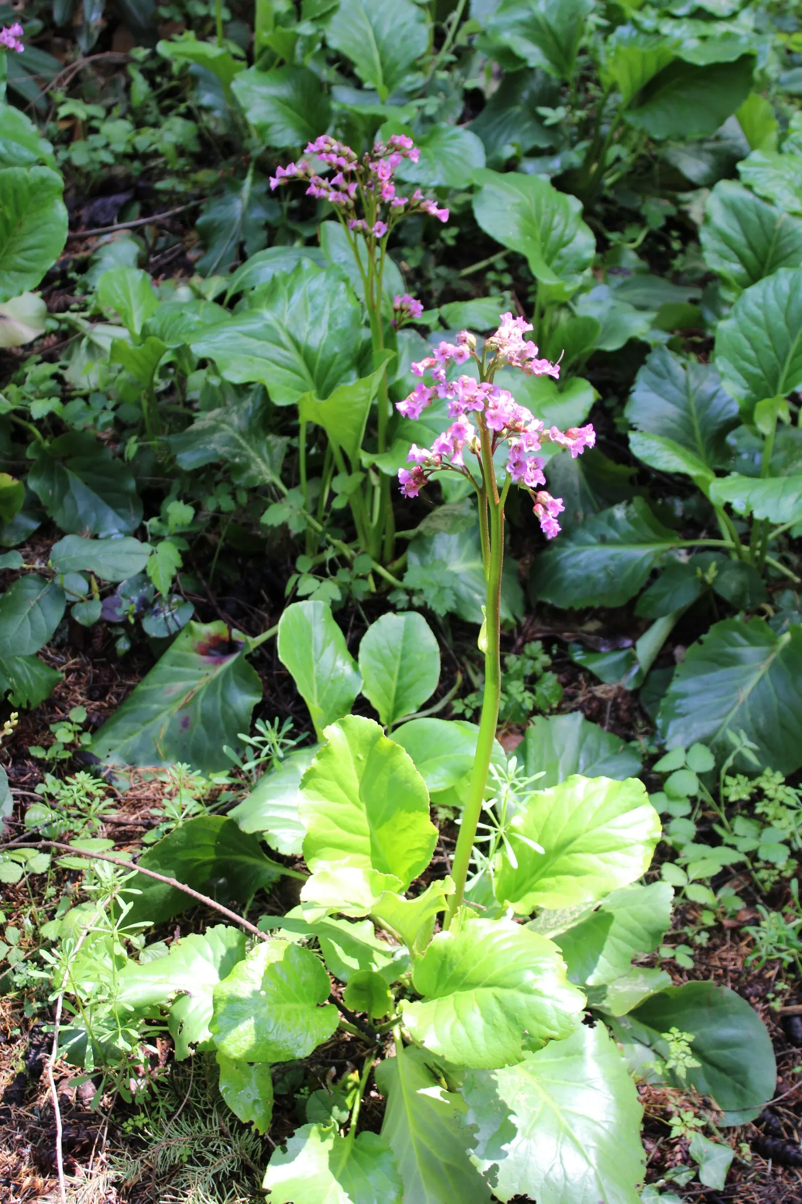 Winter-Blooming Bergenia (Bergenia Crassifolia) — For optimal growth, plant it in a well-drained soil enriched with organic matter