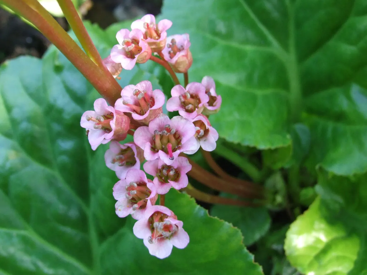 Winter-Blooming Bergenia (Bergenia Crassifolia) — pink flowers in the garden
