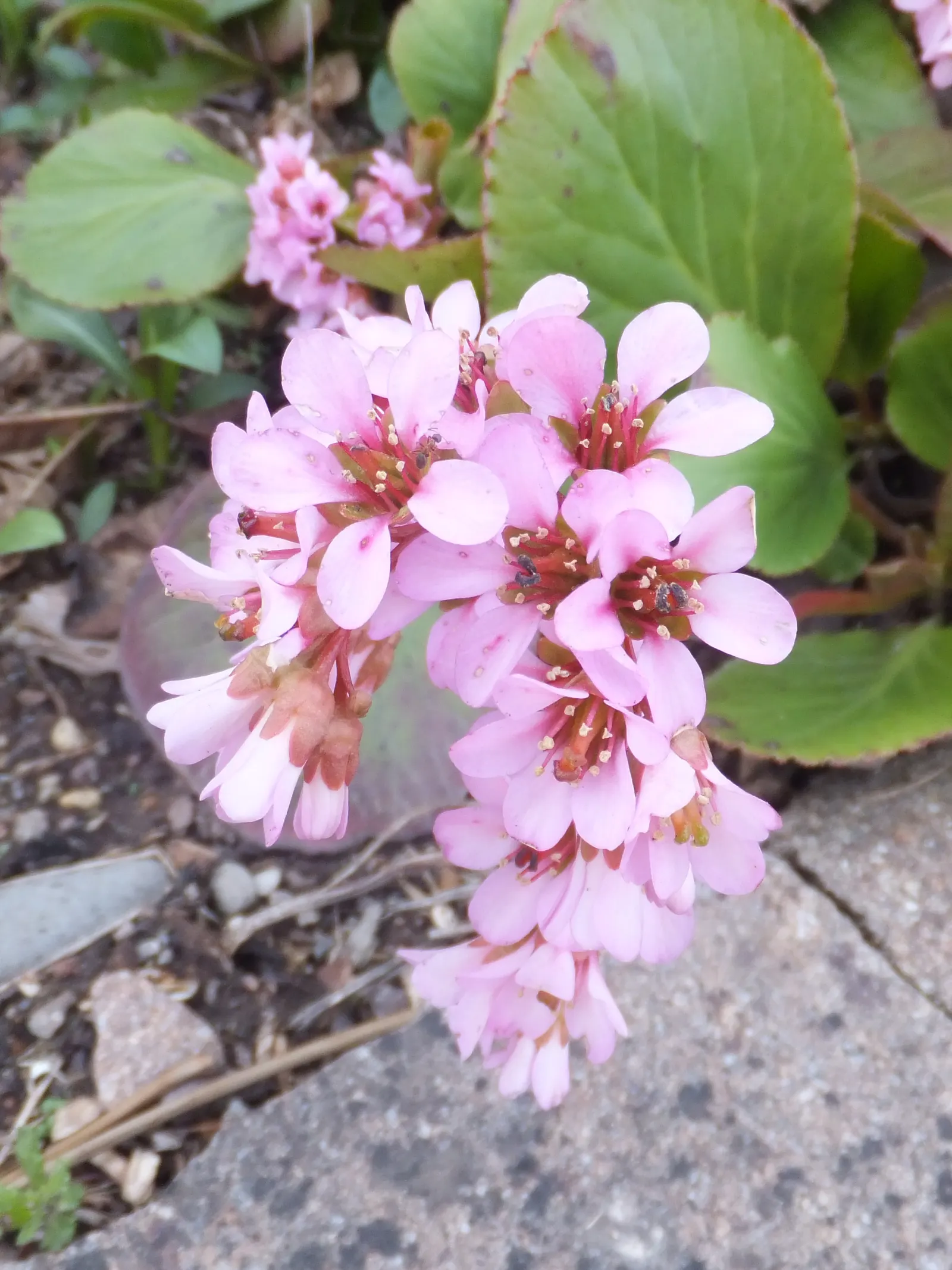 Winter-Blooming Bergenia (Bergenia Crassifolia) — leathery leaves that are evergreen in milder climates and can reach sizes of about 6 to 12 inches in length