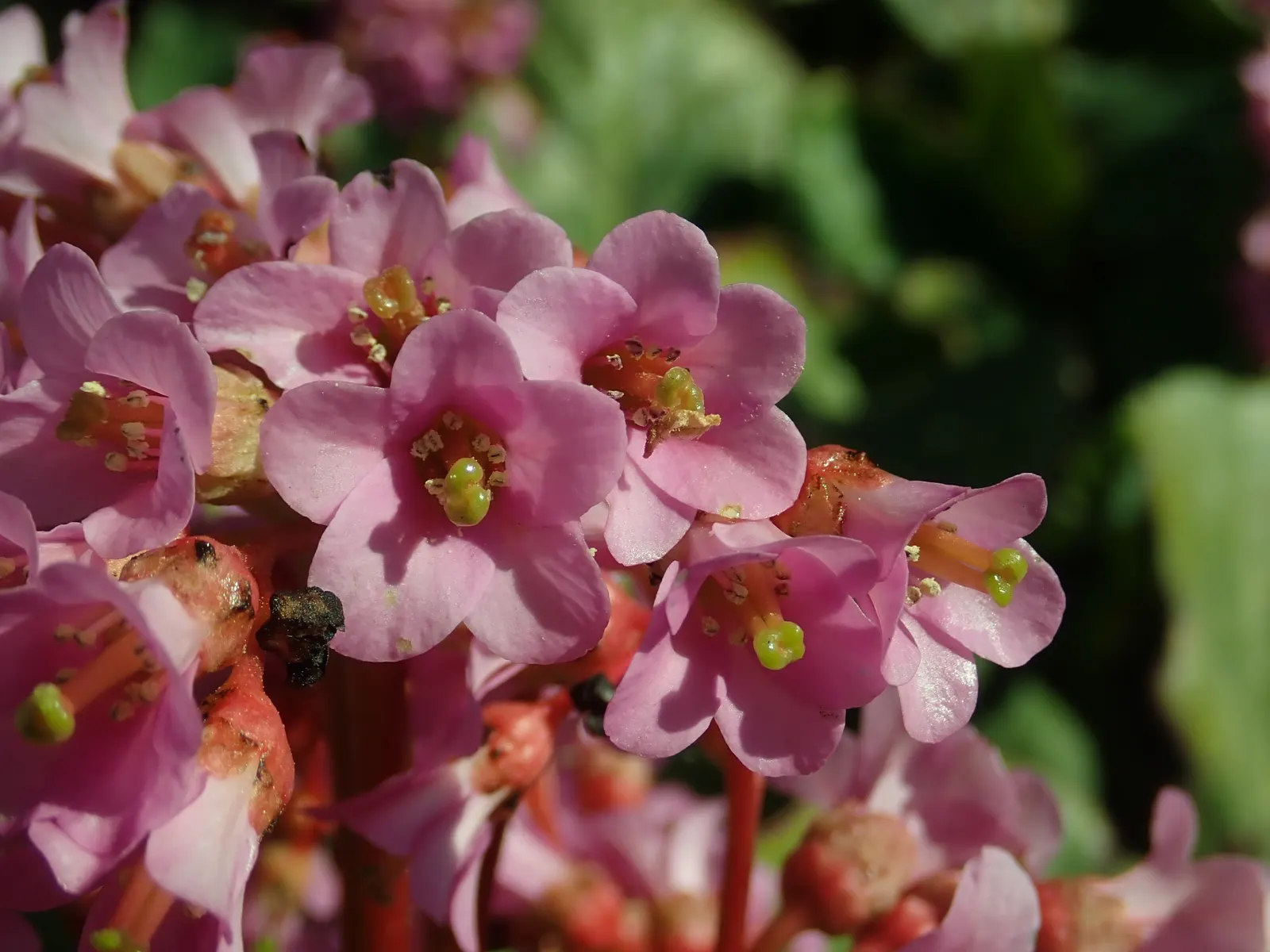 Winter-Blooming Bergenia (Bergenia Crassifolia) — These emerge on stems that can grow to 12 to 18 inches tall; perennial for shade