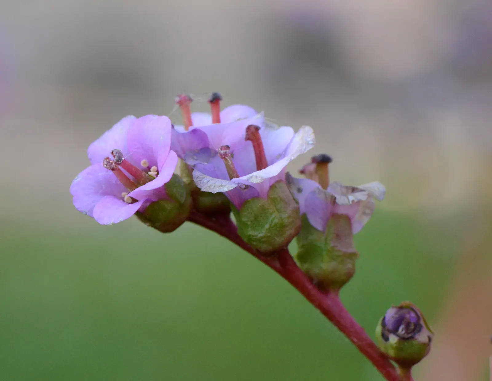 Winter-Blooming Bergenia (Bergenia Crassifolia) — It prefers partially shaded sites but can tolerate full sun conditions in cooler zones