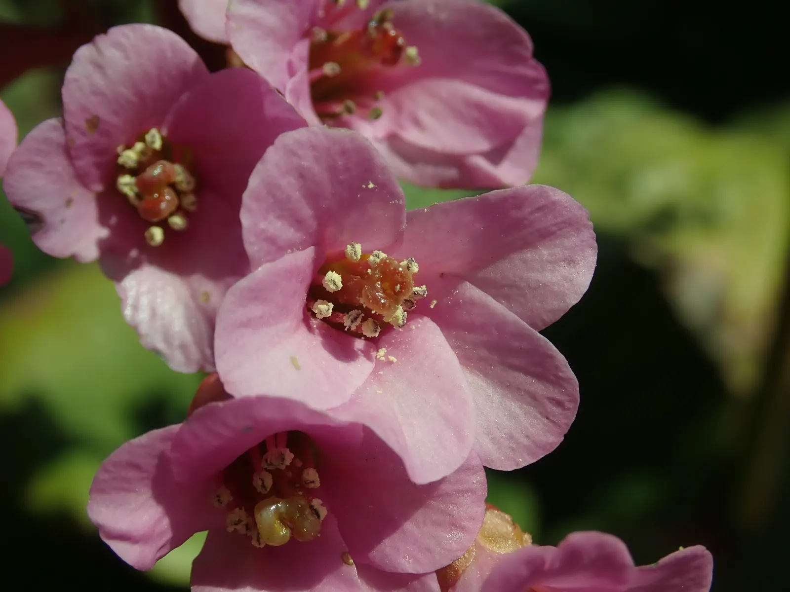Winter-Blooming Bergenia (Bergenia Crassifolia) — leathery leaves that are evergreen in milder climates and can reach sizes of about 6 to 12 inches, image 38