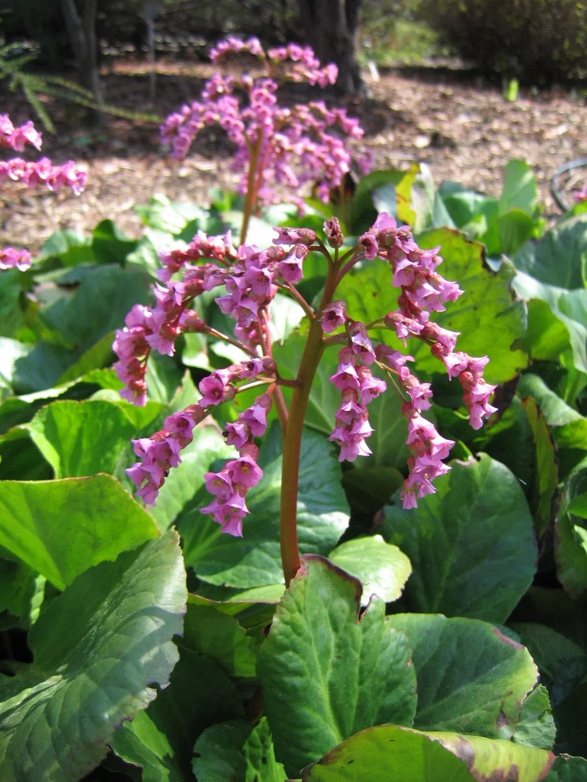 Winter-Blooming Bergenia (Bergenia Crassifolia) — The foliage forms a thick rosette which may spread up to 18 to 24 inches wide