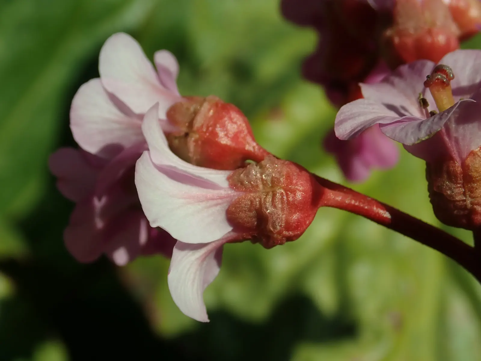 Winter-Blooming Bergenia (Bergenia Crassifolia) — making it an excellent ground cover choice; the plant flaunts clusters of magenta-pink flowers