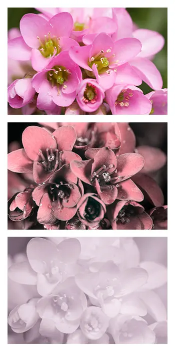 Winter-Blooming Bergenia (Bergenia Crassifolia) — leathery evergreen leaves