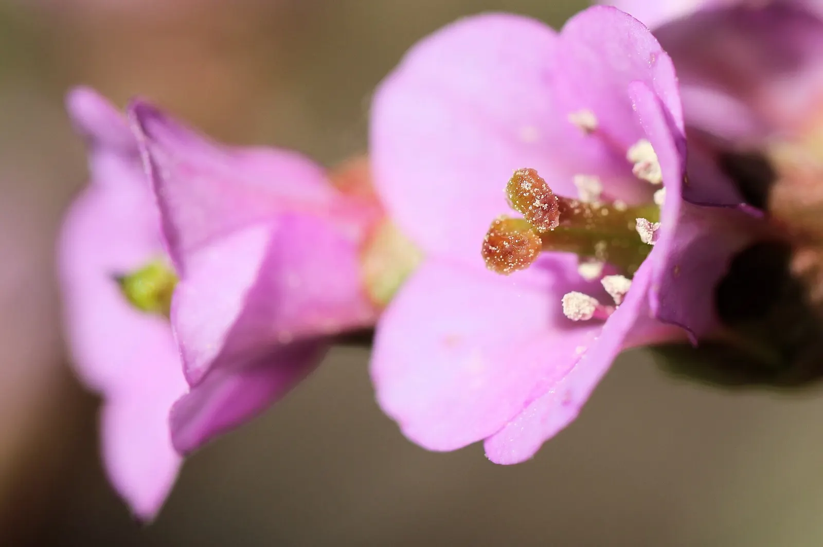 Winter-Blooming Bergenia (Bergenia Crassifolia) — The Winter-Blooming Bergenia (Bergenia crassifolia) offers striking