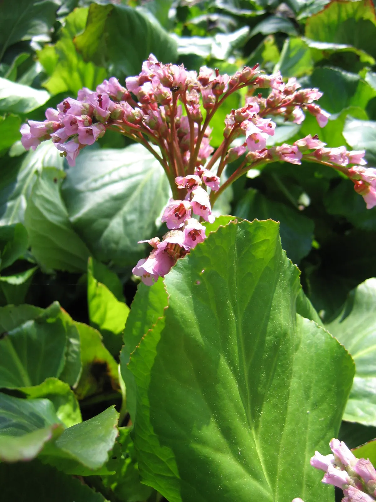 Winter-Blooming Bergenia (Bergenia Crassifolia) — each roughly 0.75 to 1.5 inches in diameter