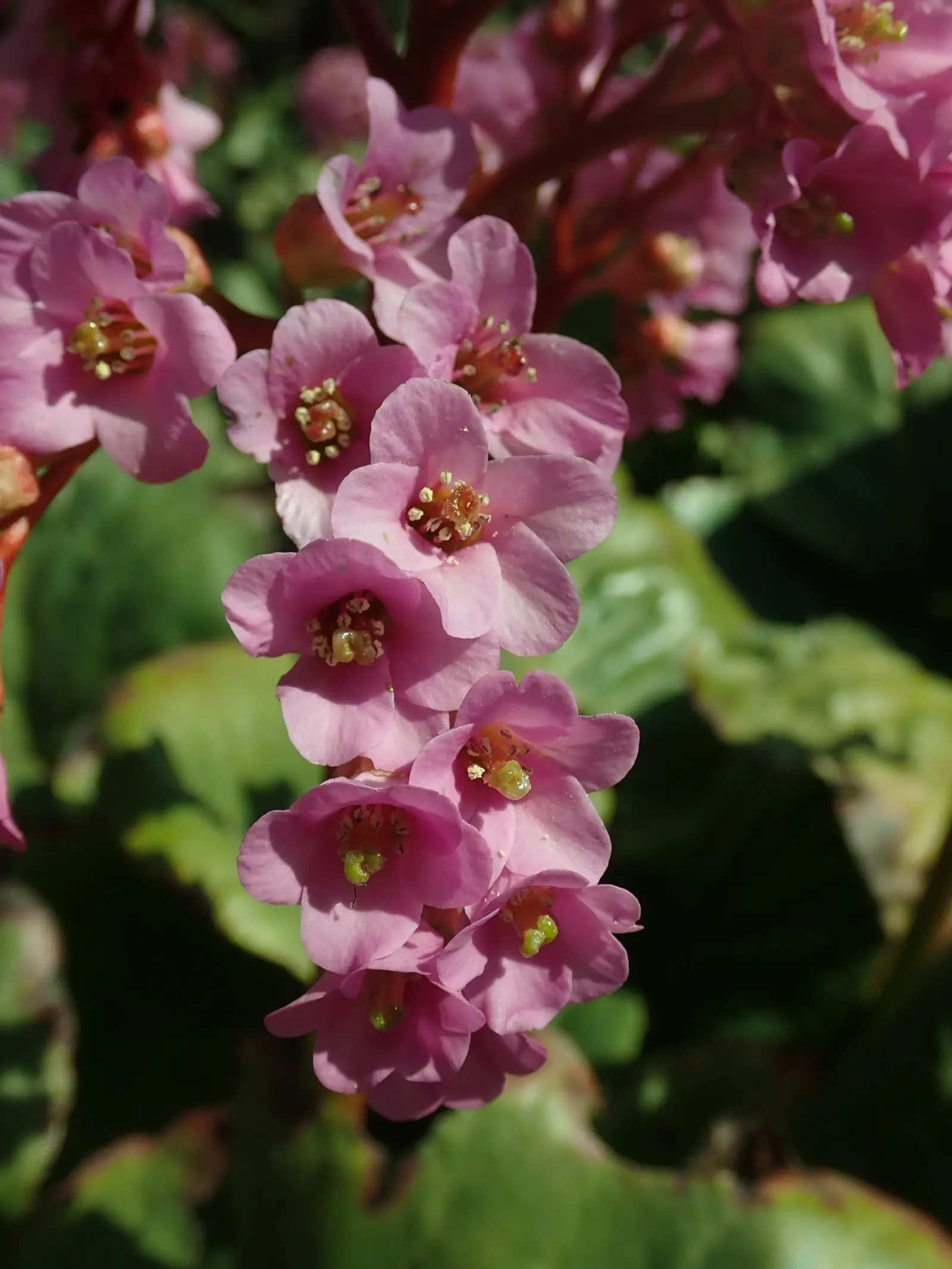 Winter-Blooming Bergenia (Bergenia Crassifolia) — The foliage forms a thick rosette which may spread up to 18 to 24 inches wide; herbaceous perennial that