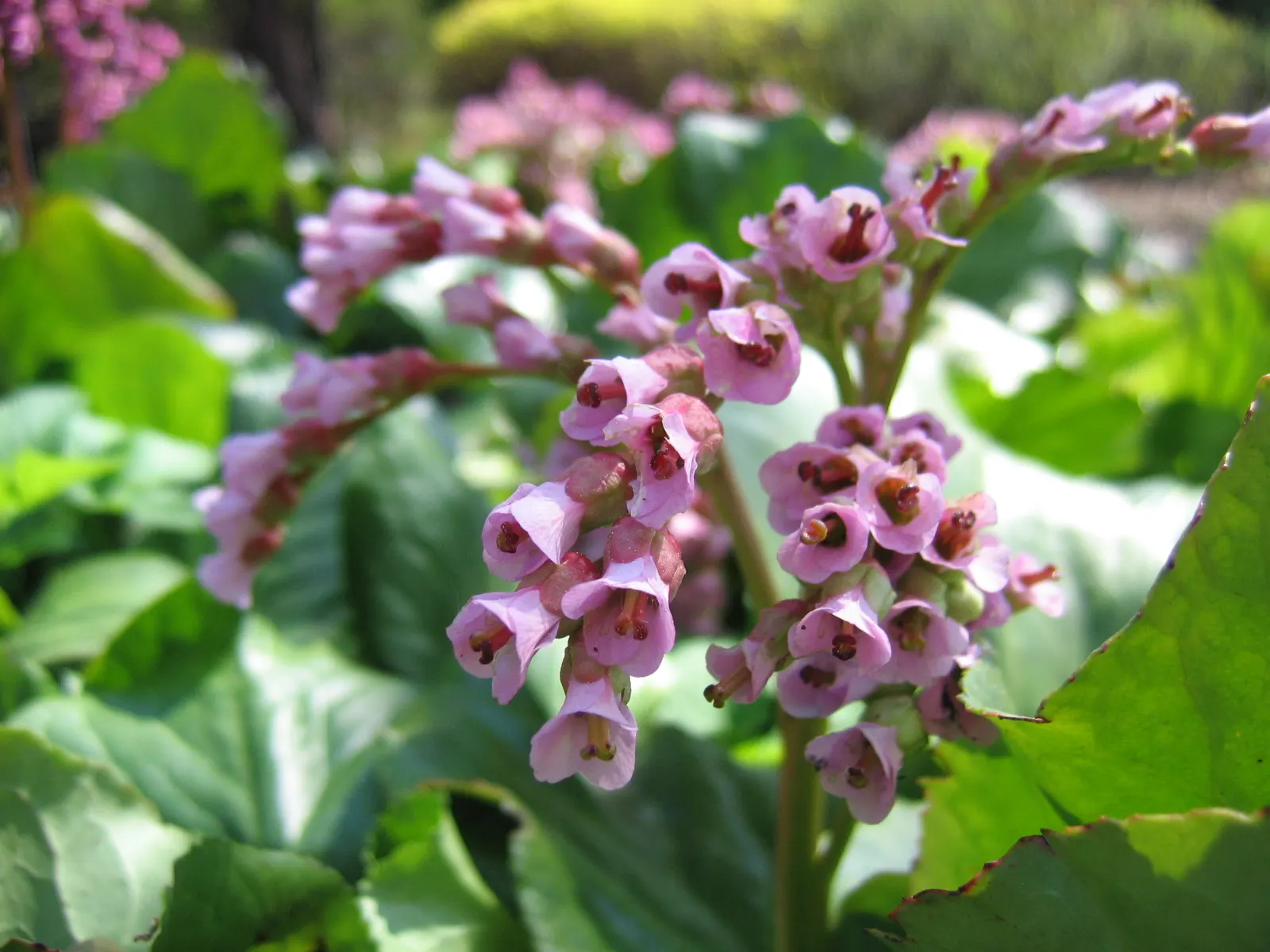 Winter-Blooming Bergenia (Bergenia Crassifolia) — This hardy perennial thrives in USDA zones 3-8, preferring partial shade; ideal for borders and ground cover