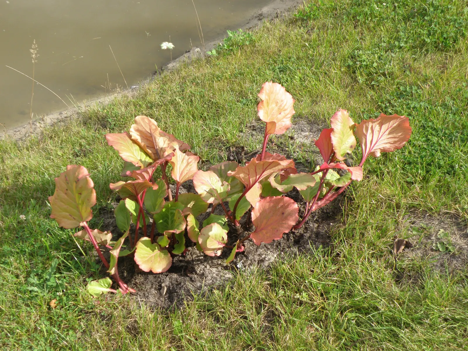 Winter-Blooming Bergenia (Bergenia Crassifolia) — making it an invaluable addition for gardeners seeking year-round interest with minimal maintenance