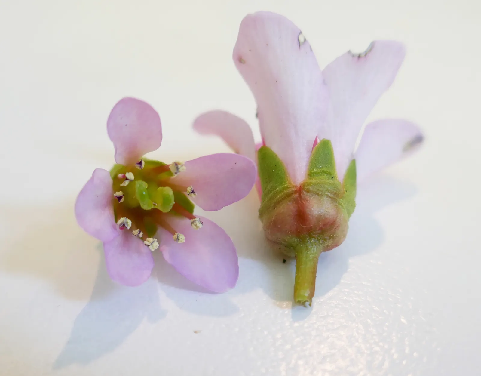 Winter-Blooming Bergenia (Bergenia Crassifolia) — complemented by clusters of pink blooms amid the cold; perennial with pink blooms