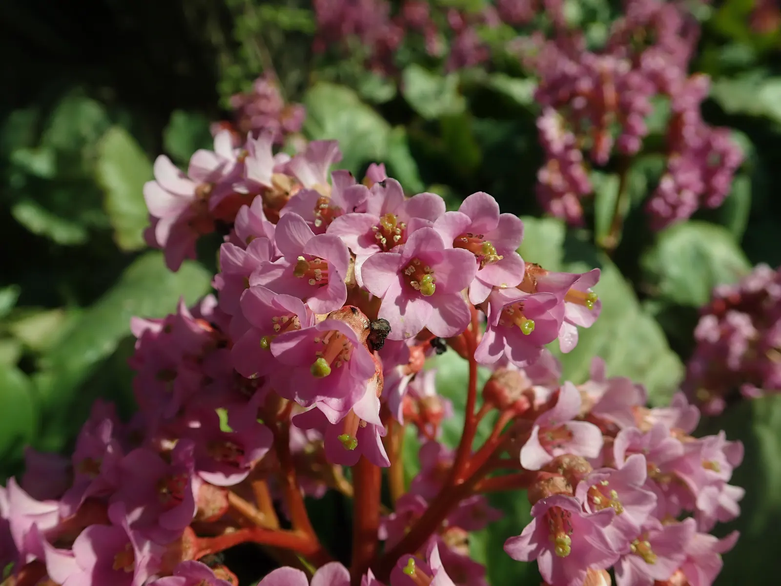 Winter-Blooming Bergenia (Bergenia Crassifolia) — This plant requires minimal care once established and is resistant to most pests and diseases; for optimal