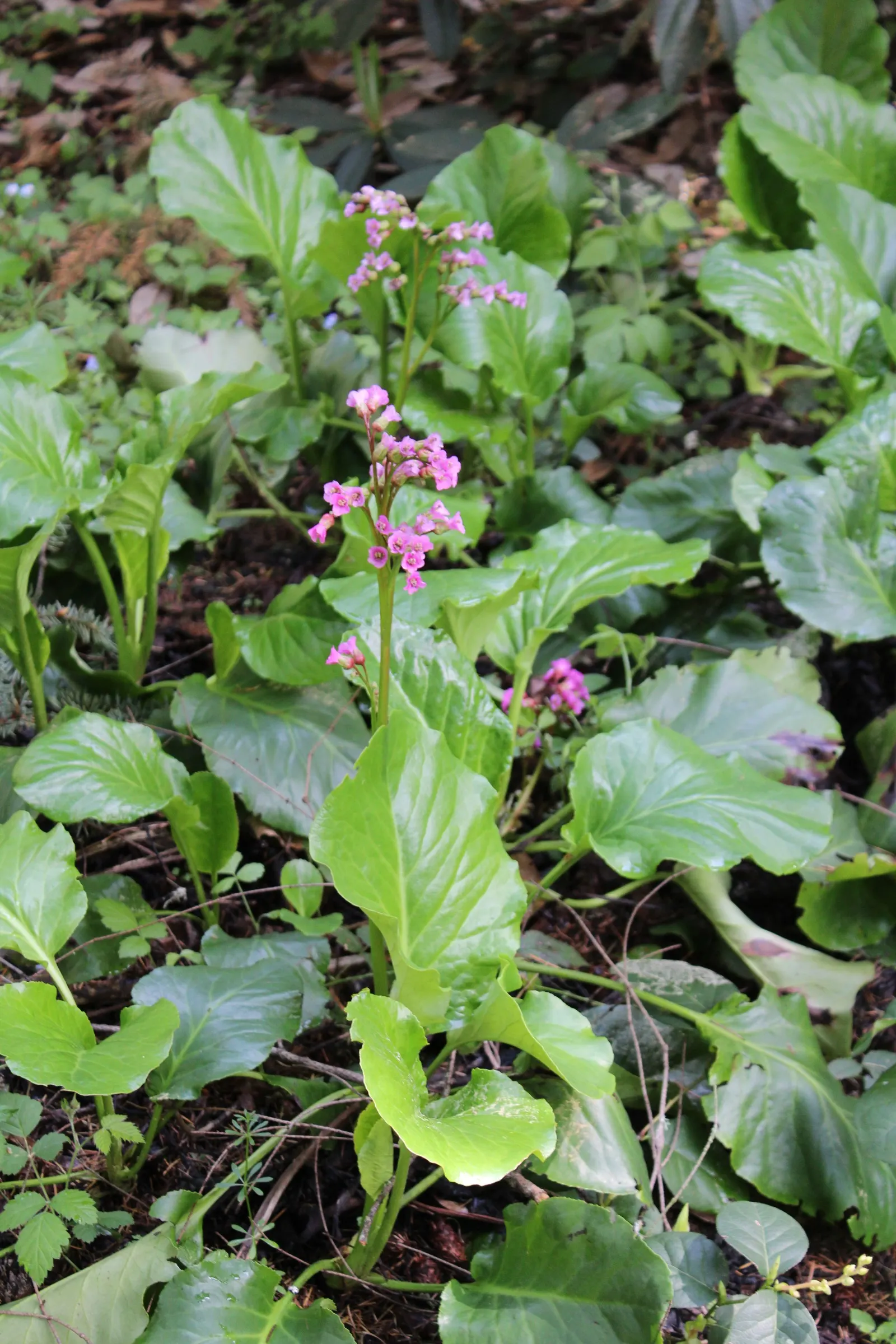 Winter-Blooming Bergenia (Bergenia Crassifolia) — the plant flaunts clusters of magenta-pink flowers