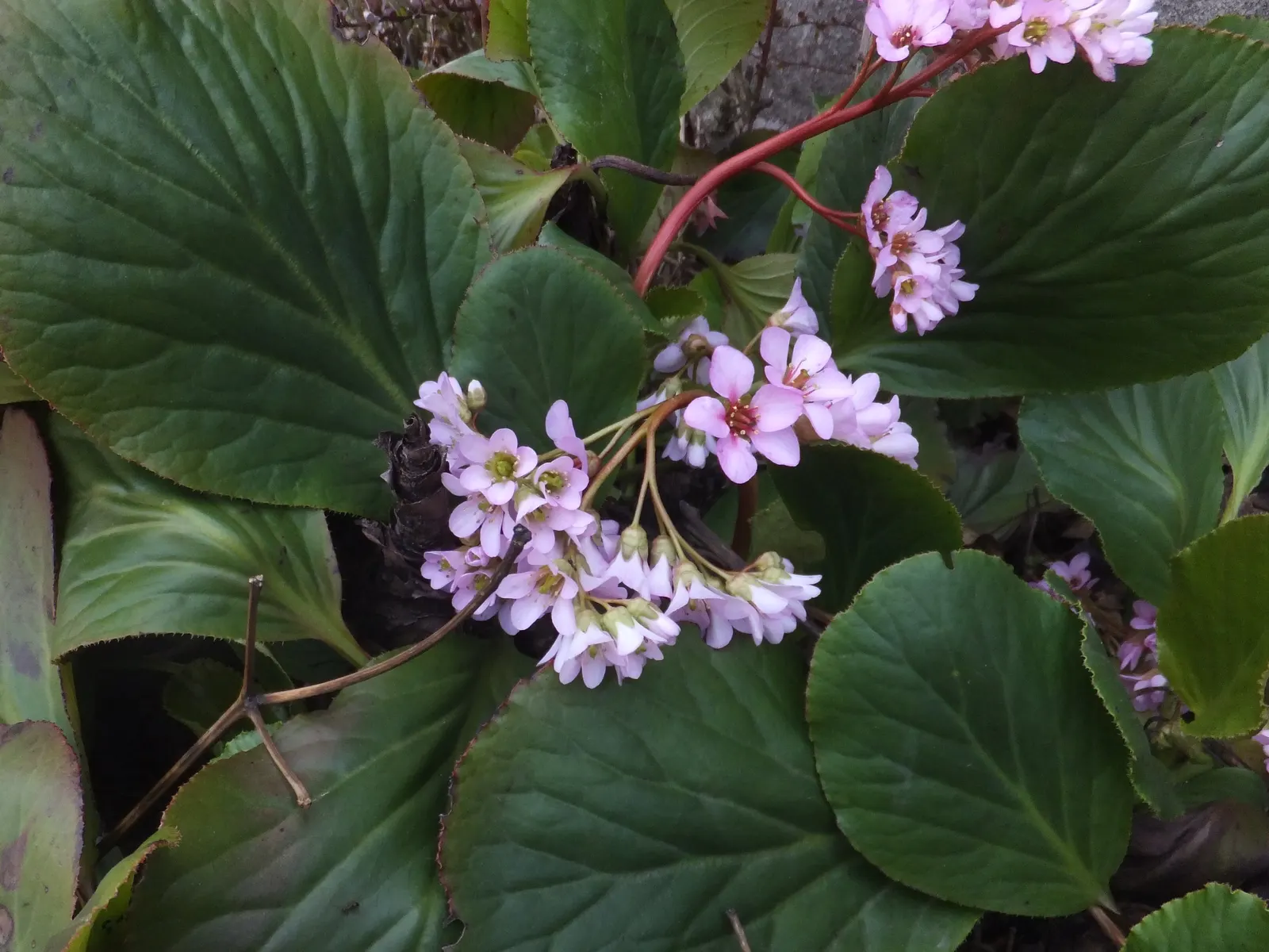 Winter-Blooming Bergenia (Bergenia Crassifolia) — adding a warm touch to a winter landscape.<br><br>In late winter to early spring
