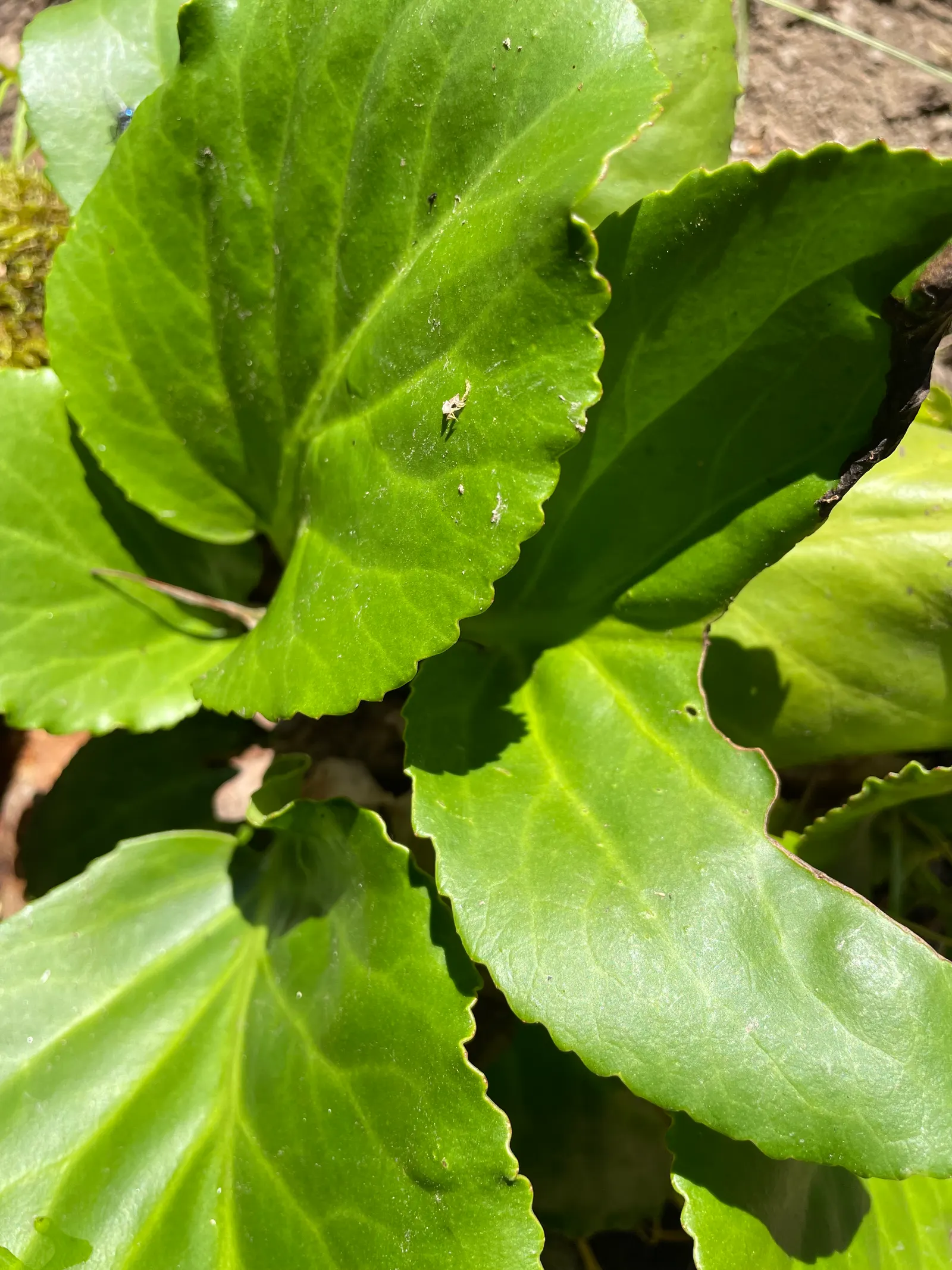 Winter-Blooming Bergenia (Bergenia Crassifolia) — scientifically referred to as Bergenia crassifolia