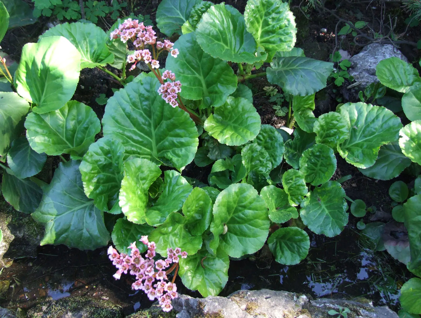 Winter-Blooming Bergenia (Bergenia Crassifolia) — requiring minimal maintenance while providing year-round interest in the landscape
