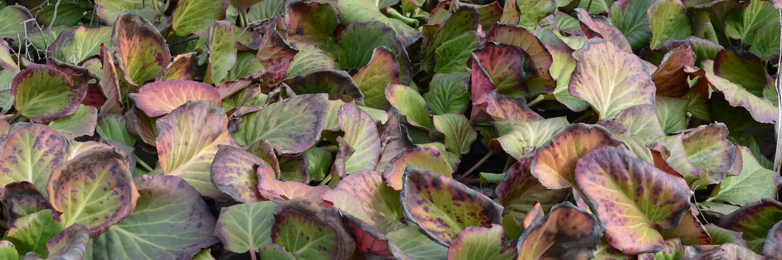 Winter-Blooming Bergenia (Bergenia Crassifolia) — adding a warm touch to a winter landscape.<br><br>In late winter to early spring; this hardy perennial