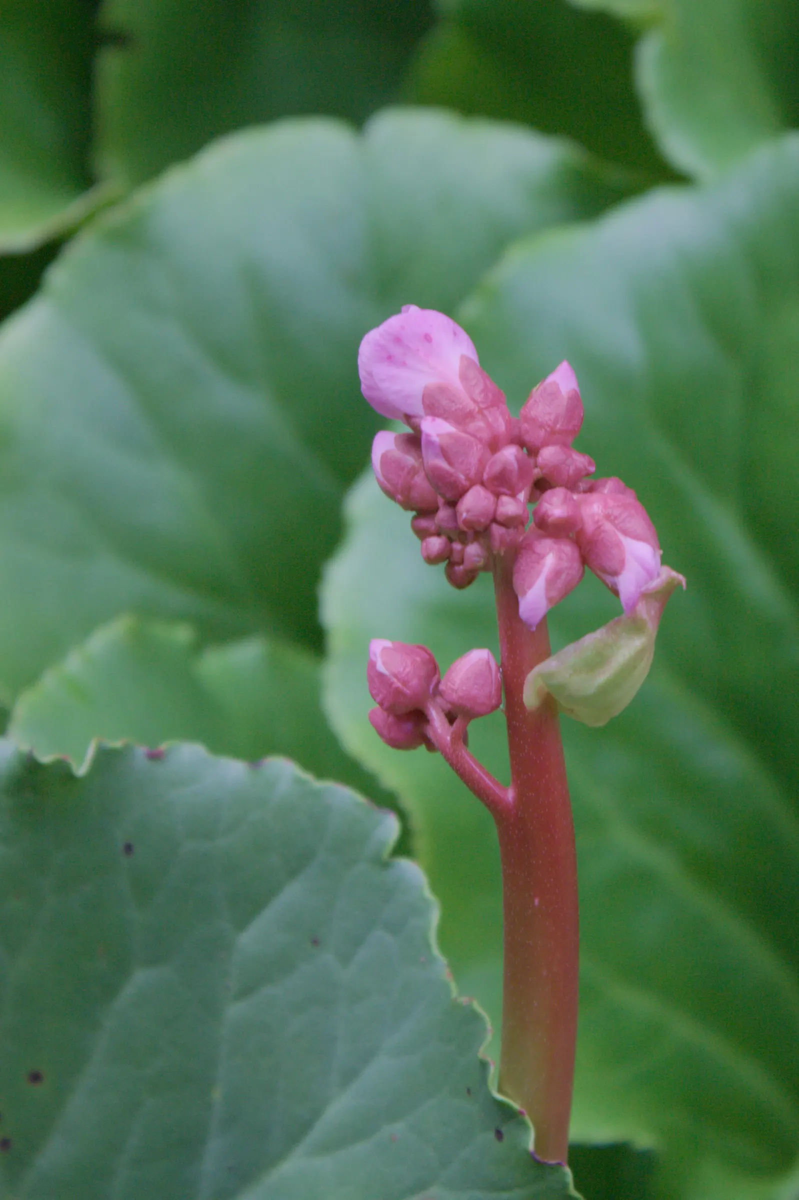 Winter-Blooming Bergenia (Bergenia Crassifolia) — This plant requires minimal care once established and is resistant to most pests and diseases