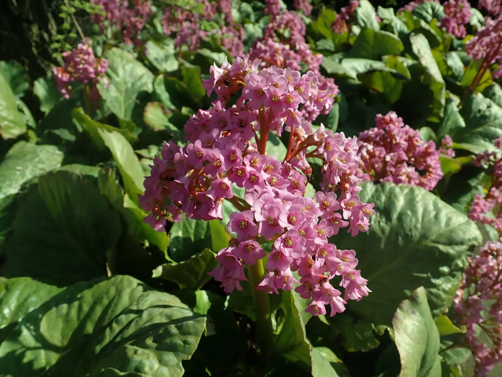 Winter-Blooming Bergenia (Bergenia Crassifolia) — originating from the rugged terrain of Siberia and Mongolia; this plant requires minimal care once