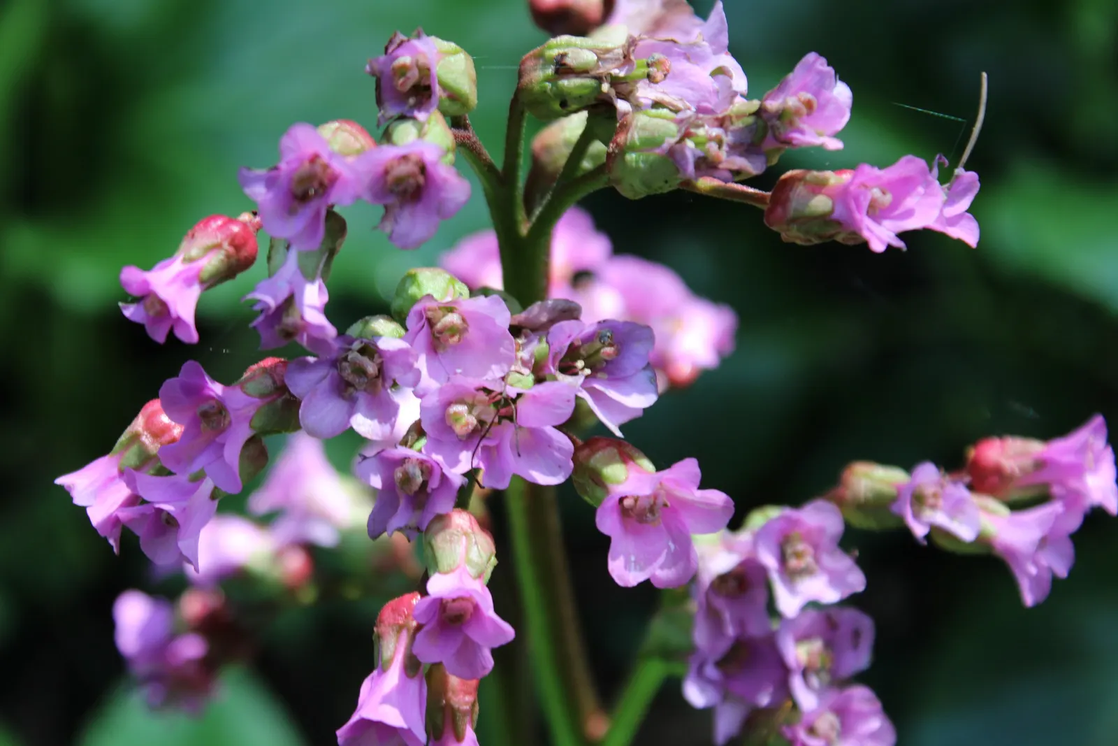 Winter-Blooming Bergenia (Bergenia Crassifolia) — originating from the rugged terrain of Siberia and Mongolia