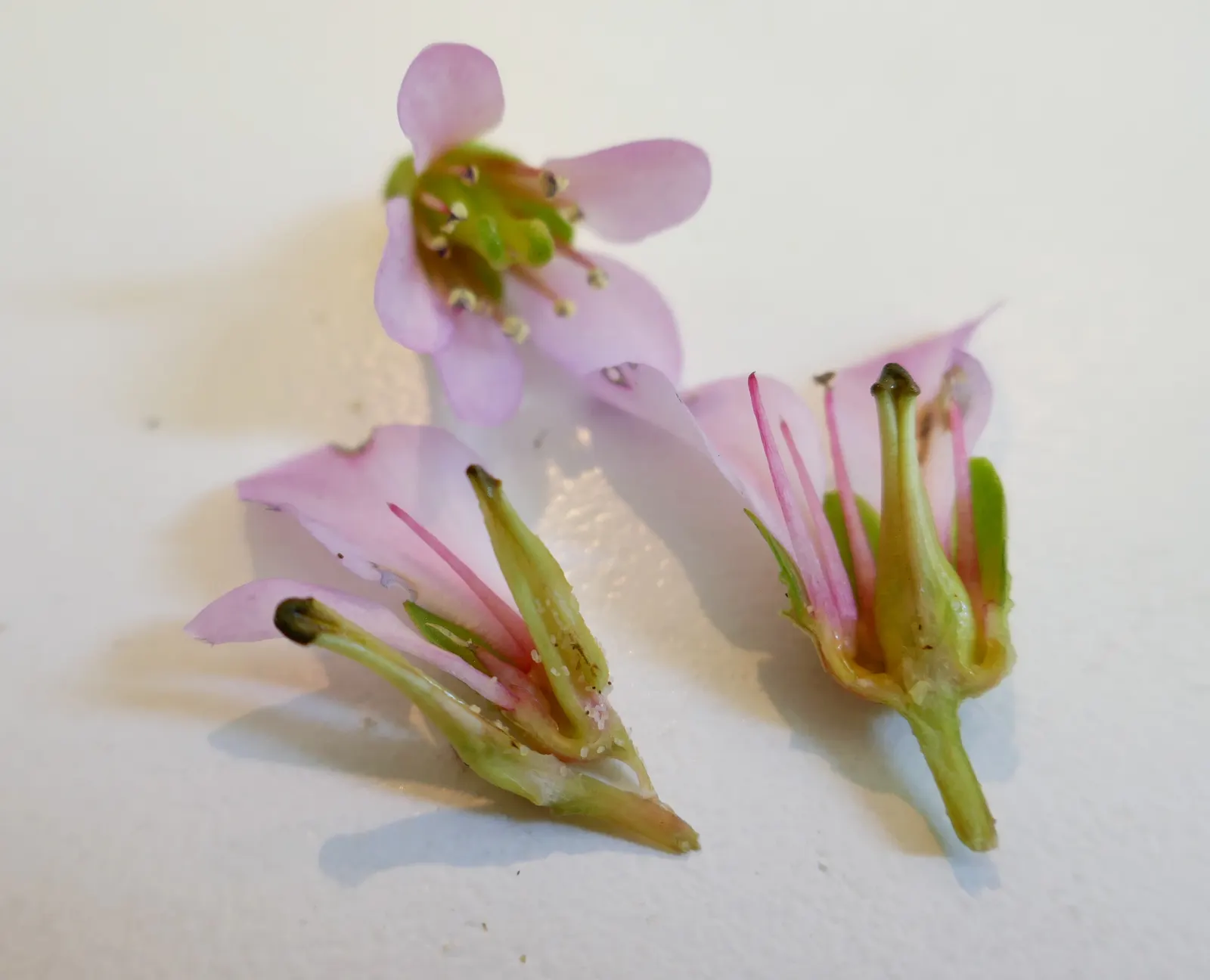 Winter-Blooming Bergenia (Bergenia Crassifolia) — The Winter-Blooming Bergenia (Bergenia crassifolia) offers striking; complemented by clusters of pink blooms
