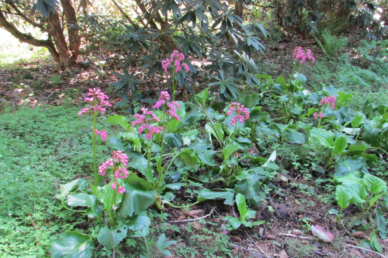 Winter-Blooming Bergenia (Bergenia Crassifolia) — herbaceous perennial that provides color and texture to your garden even during the chill of winter
