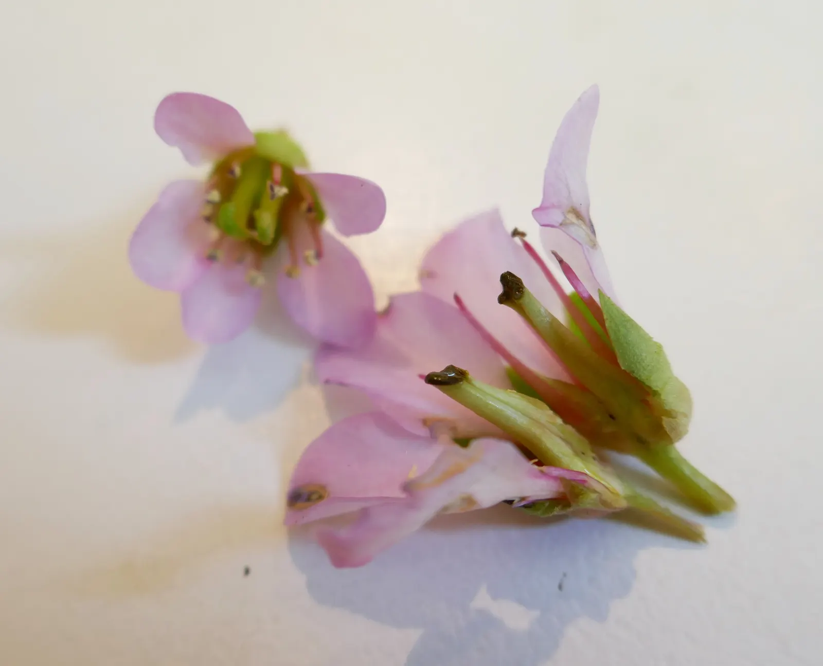 Winter-Blooming Bergenia (Bergenia Crassifolia) — leathery evergreen leaves; originating from the rugged terrain of Siberia and Mongolia