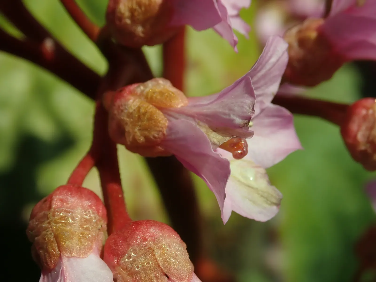 Winter-Blooming Bergenia (Bergenia Crassifolia) — each roughly 0.75 to 1.5 inches in diameter; these emerge on stems that can grow to 12 to 18 inches tall