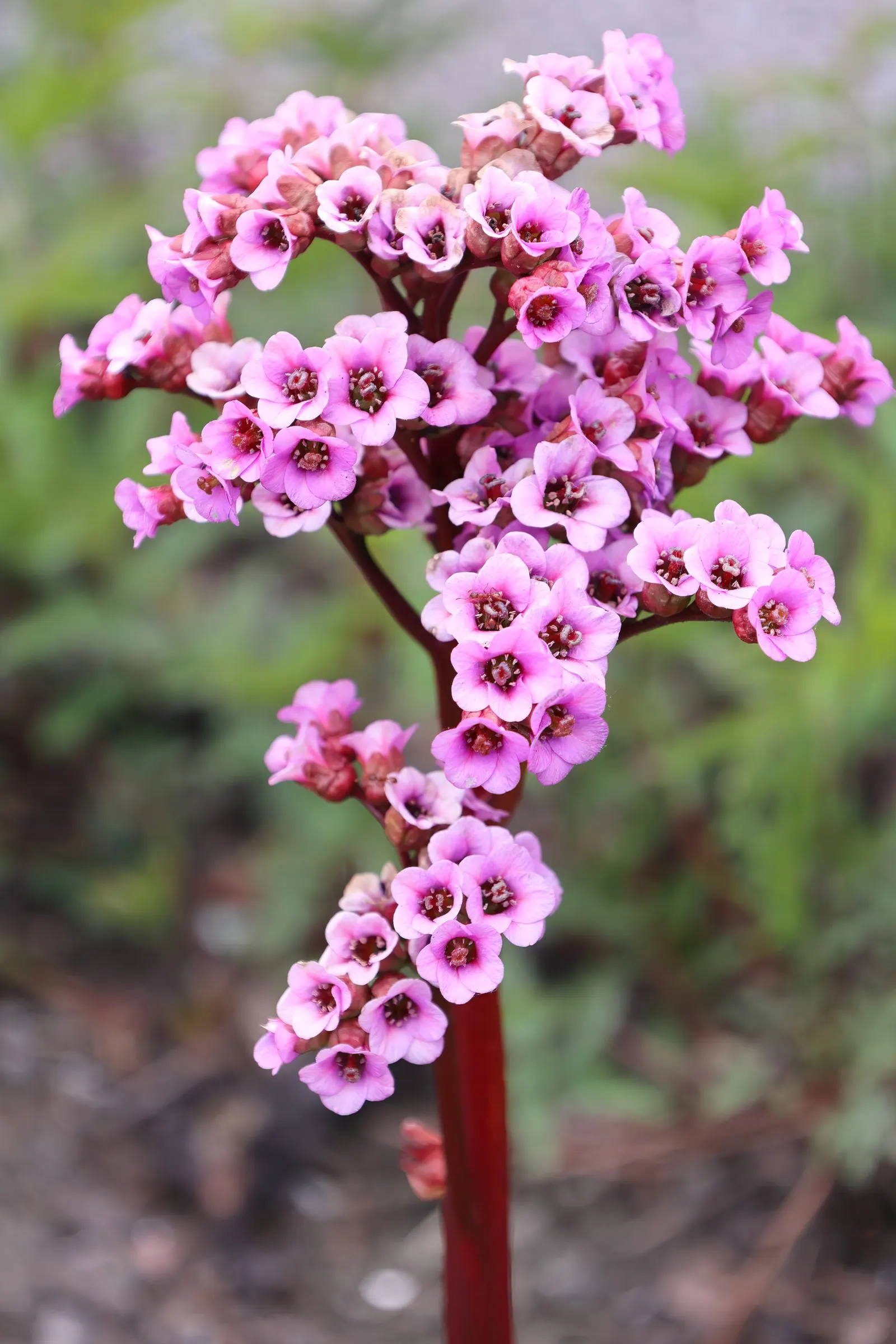Winter-Blooming Bergenia (Bergenia Crassifolia) — requiring minimal maintenance while providing year-round interest in the landscape; the Winter-Blooming
